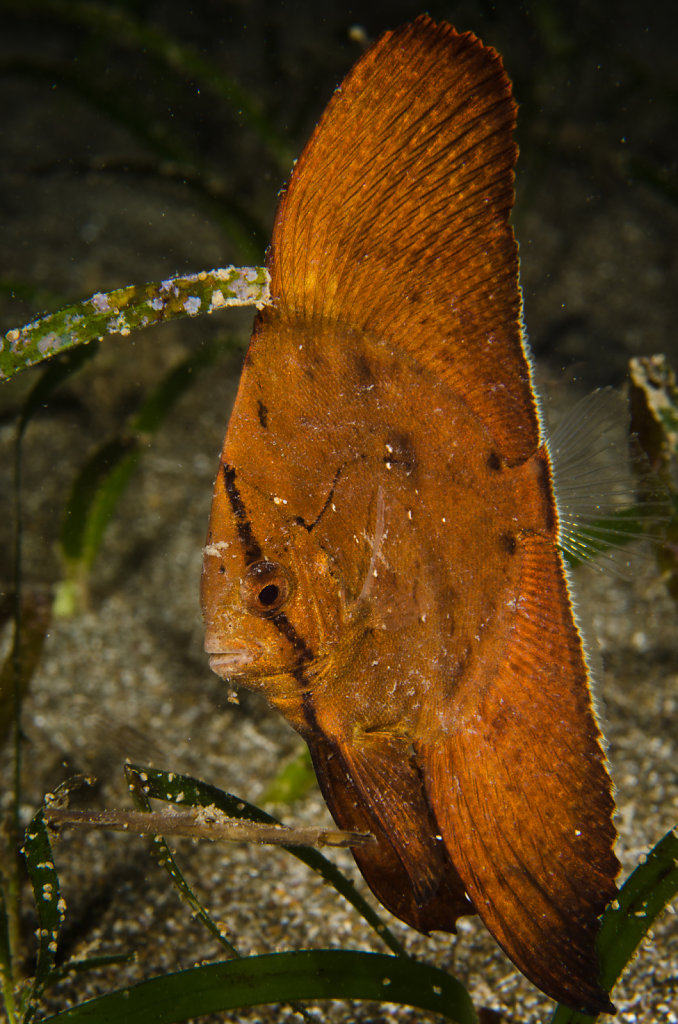 Circular Spadefish Juvenile
