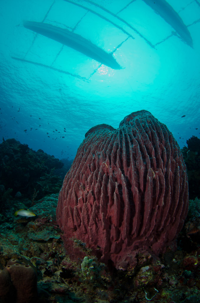 Giant Barrel Sponge & Bangkas
