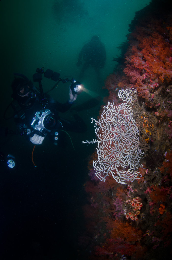 Coral Garden