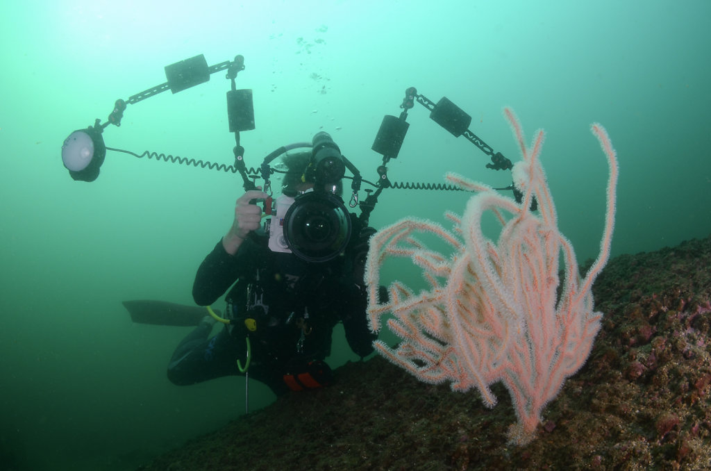 Gorgonian Sea Whip