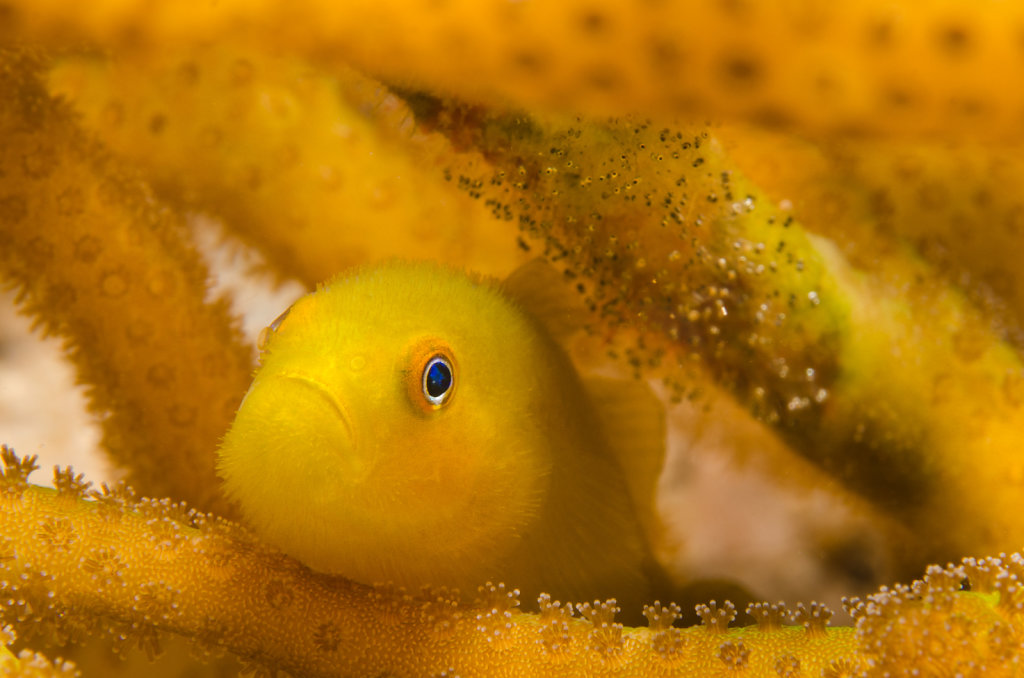 Yellow Hairy Goby with Eggs