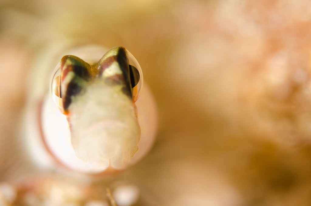Steinitz' Shrimpgoby Close-up