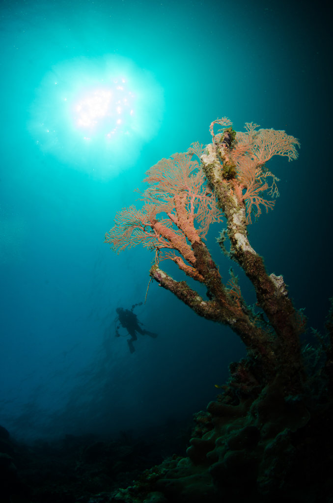 Gorgonian Sea Fan