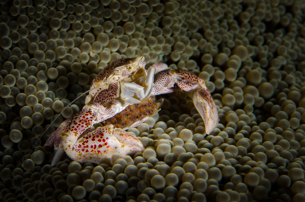 Spotted Porcelain Crab with Eggs