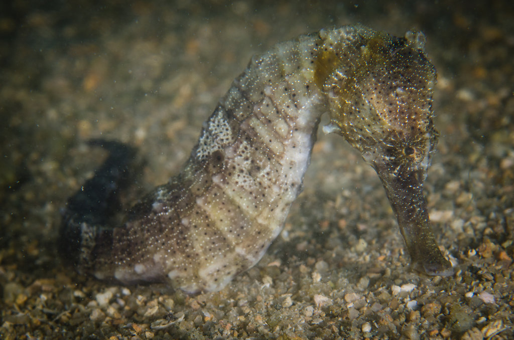 Spotted Seahorse