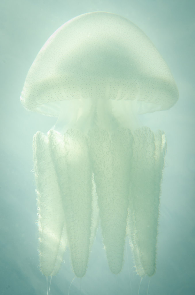 Jellyfish (Acromitus flagellatus).