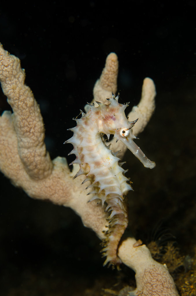 Thorny Seahorse (Hippocampus histrix)