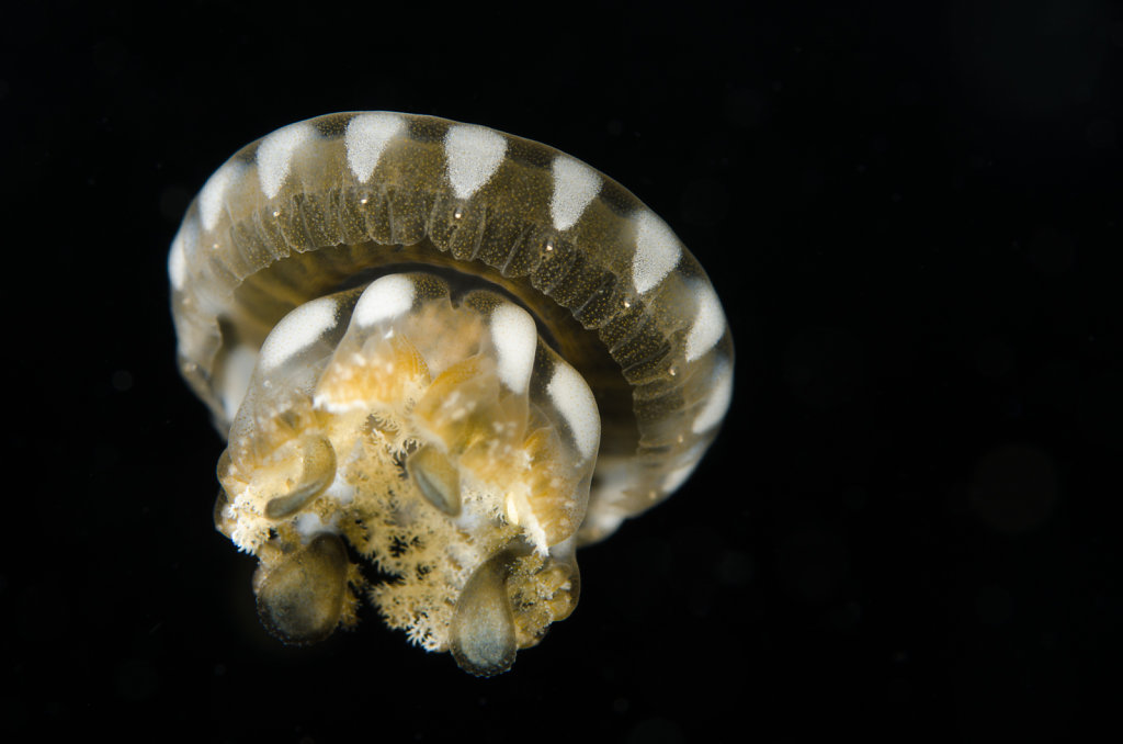 Upside-down Jellyfish (Cassiopea medusae)