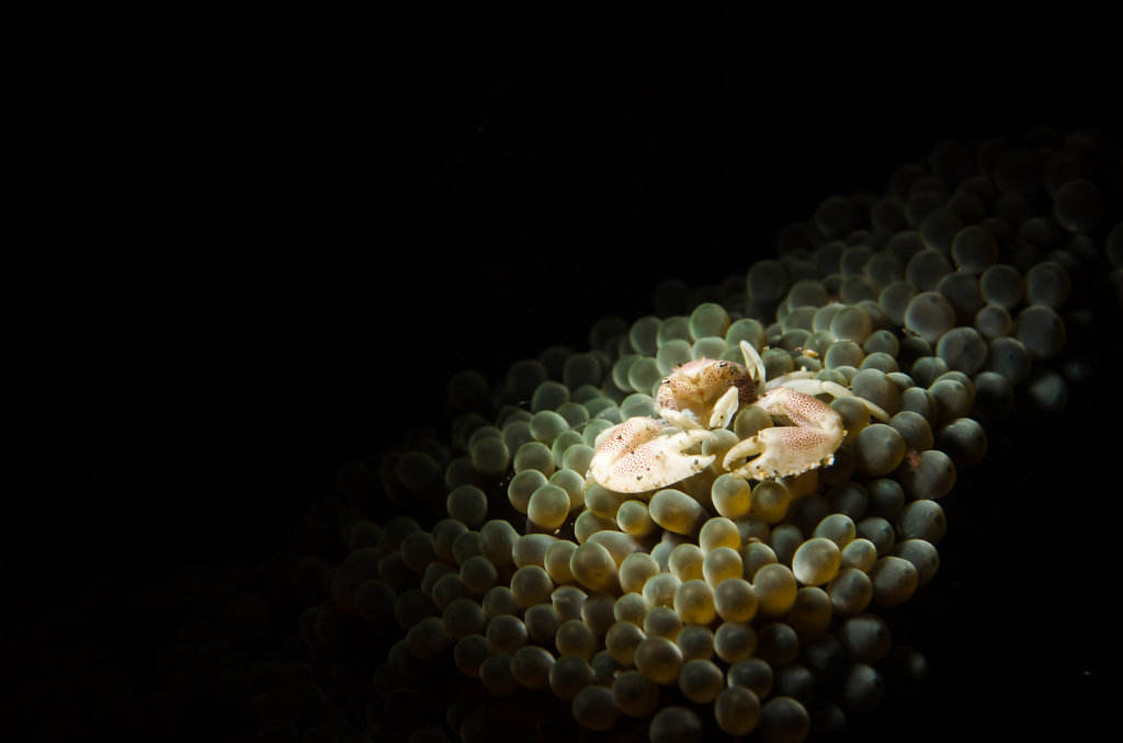Spotted Porcelain Crab (Neopetrolisthes maculatus)