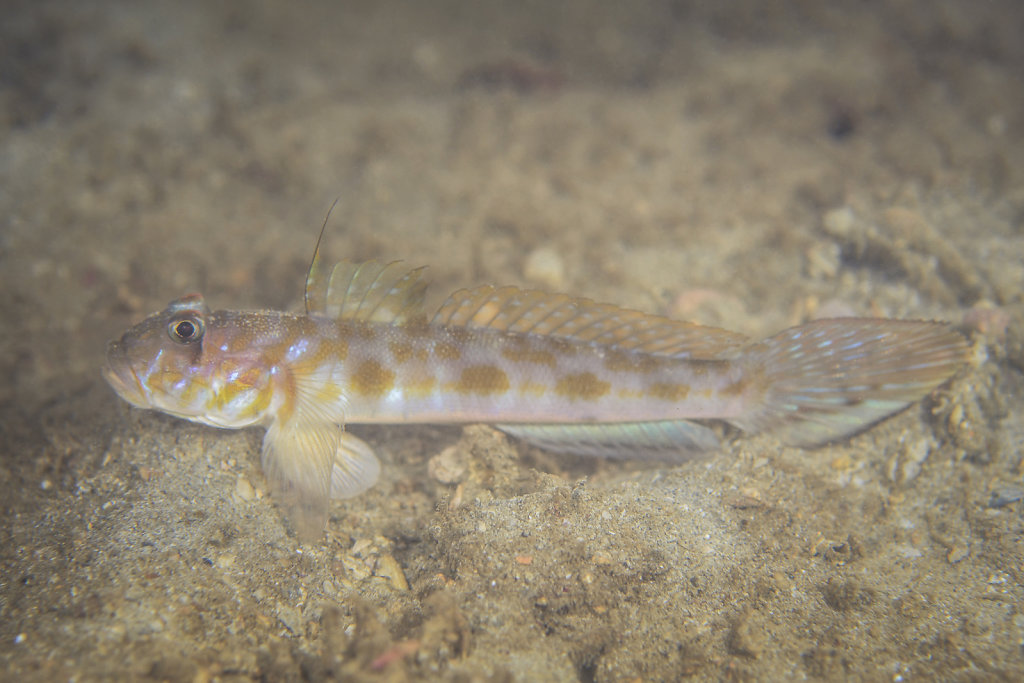 Scaly-nape tentacle goby 