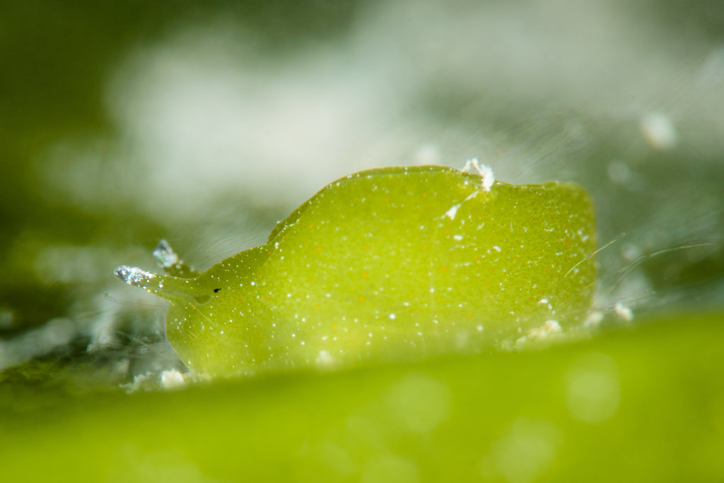 Tiny green slug