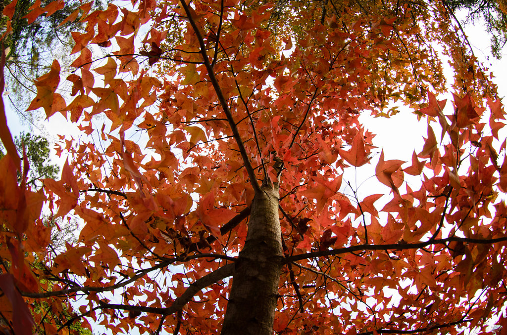 Chinese Sweetgum