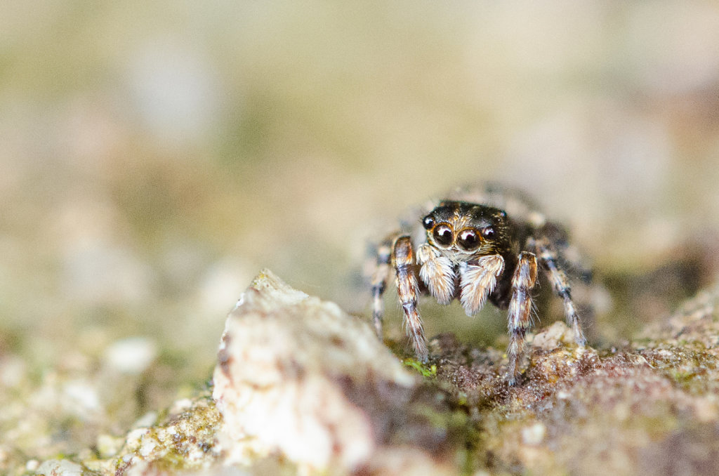 Jumping Spider