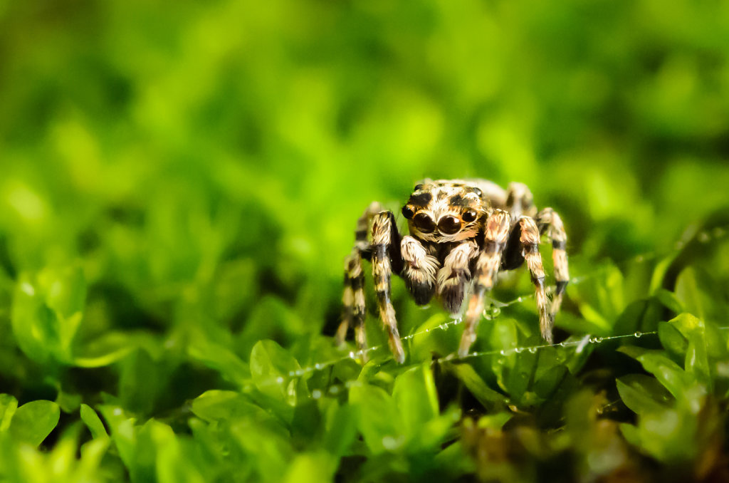 Jumping Spider (Sitticus fasciger)