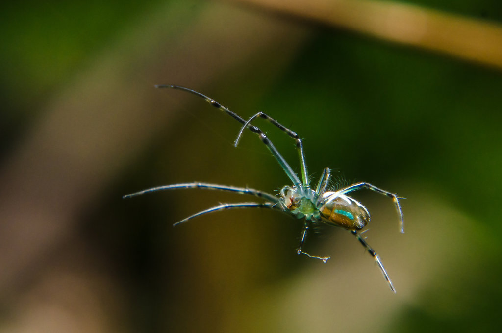 銀鱗蛛 Leucauge sp.