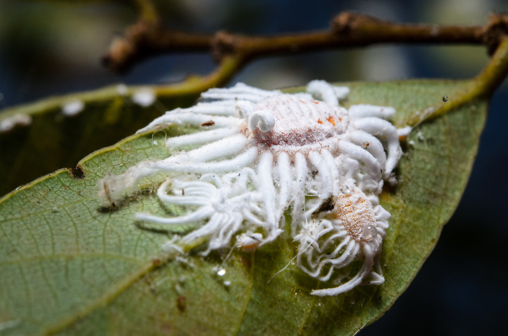 Mealybug