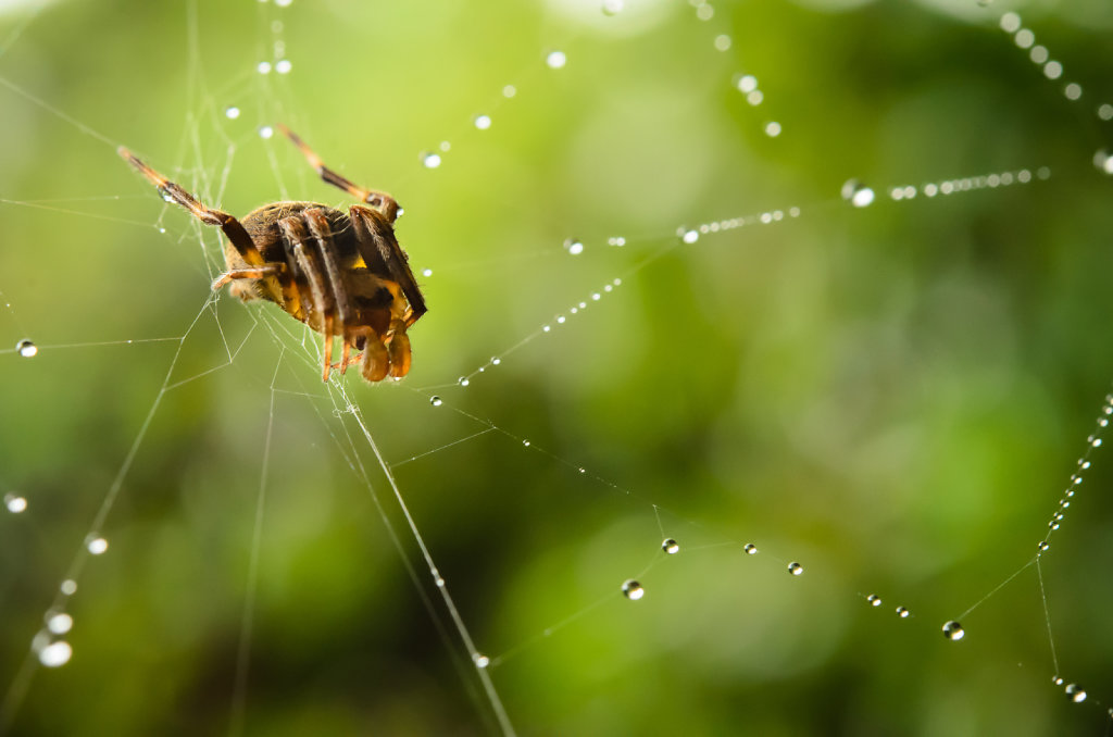 Orb Weaver Spider (family Araneidae)