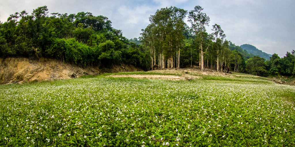 Secret Garden at Shing Mun Reservoir