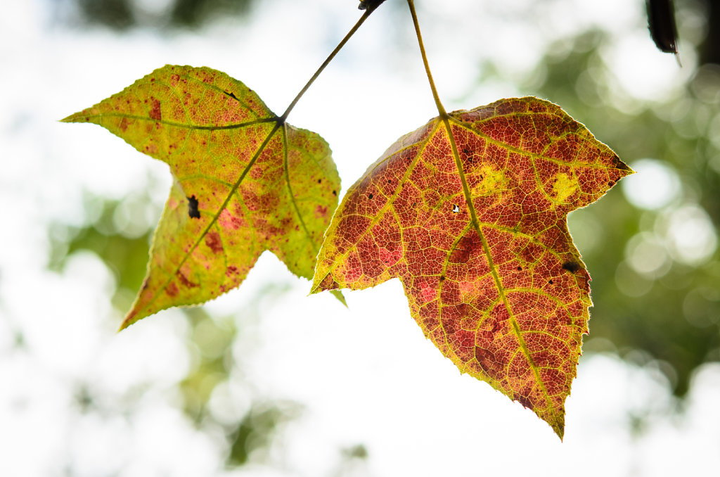 Sweetgum Couple