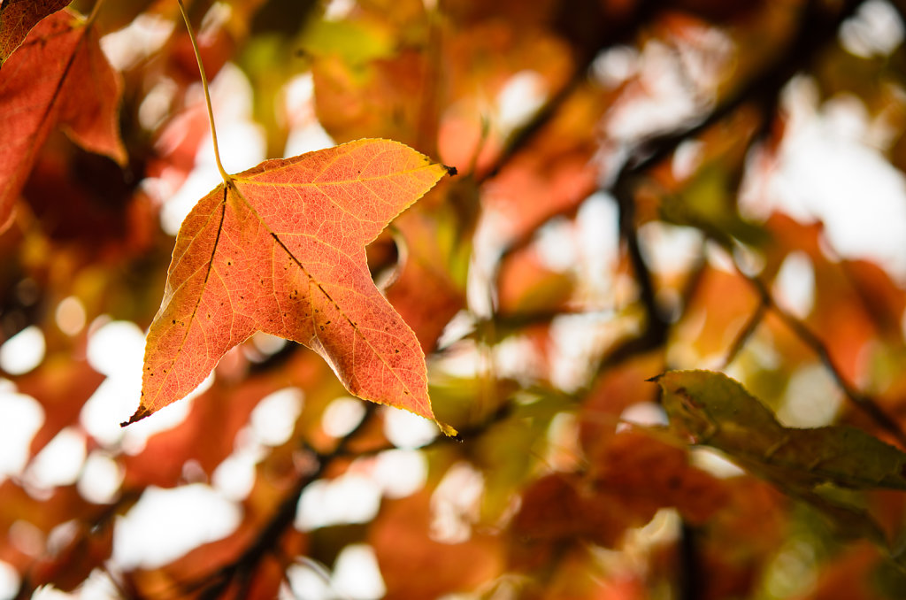 Sweetgum Leaf