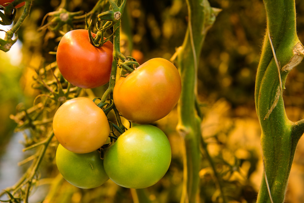 Tomato Farm