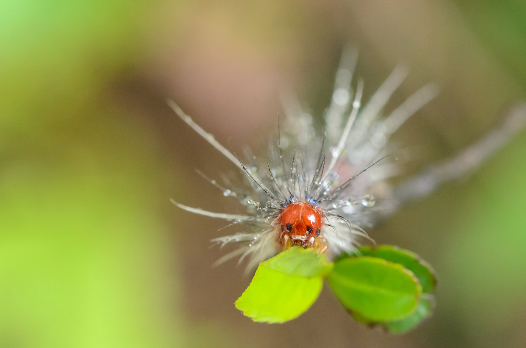 Caterpillar with Dew