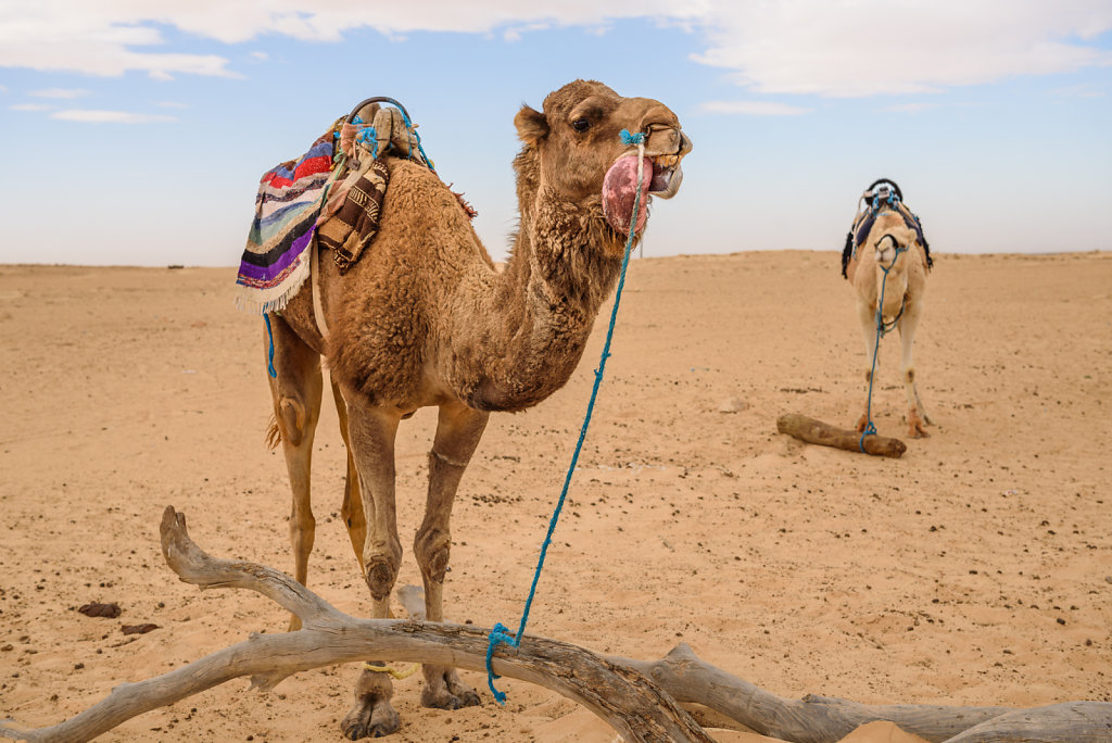 Disgusting Mating Display of Arabian Camel
