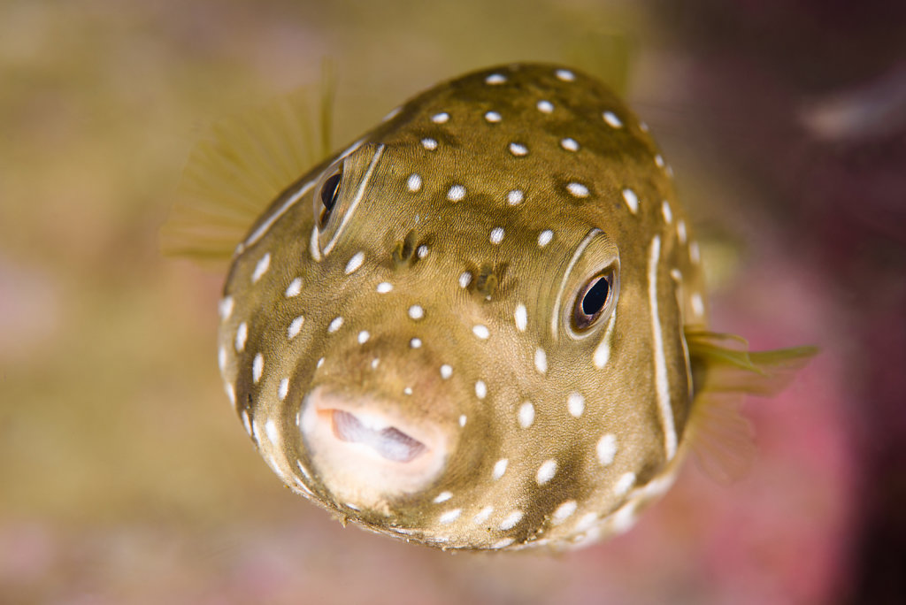 White-spotted puffer (Arothron hispidus)