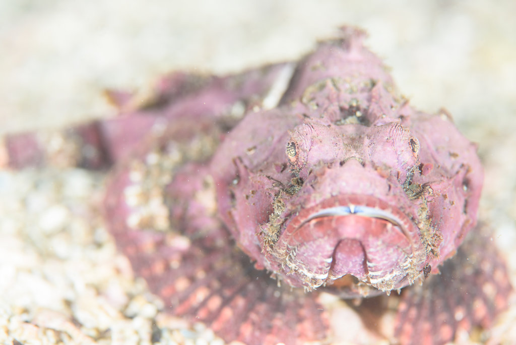 Scorpionfish (Scorpaenopsis sp.) 