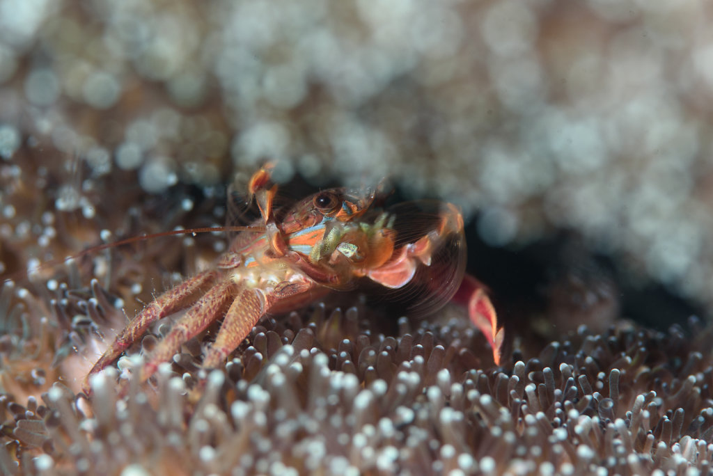 Orange Coral Crab