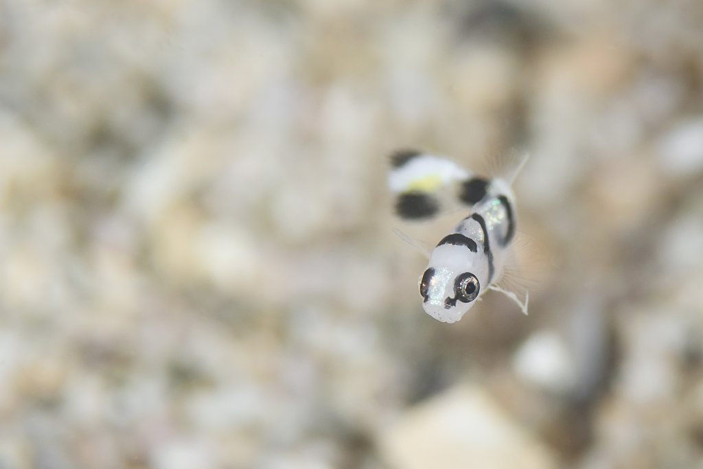 Baby Painted Sweetlips 