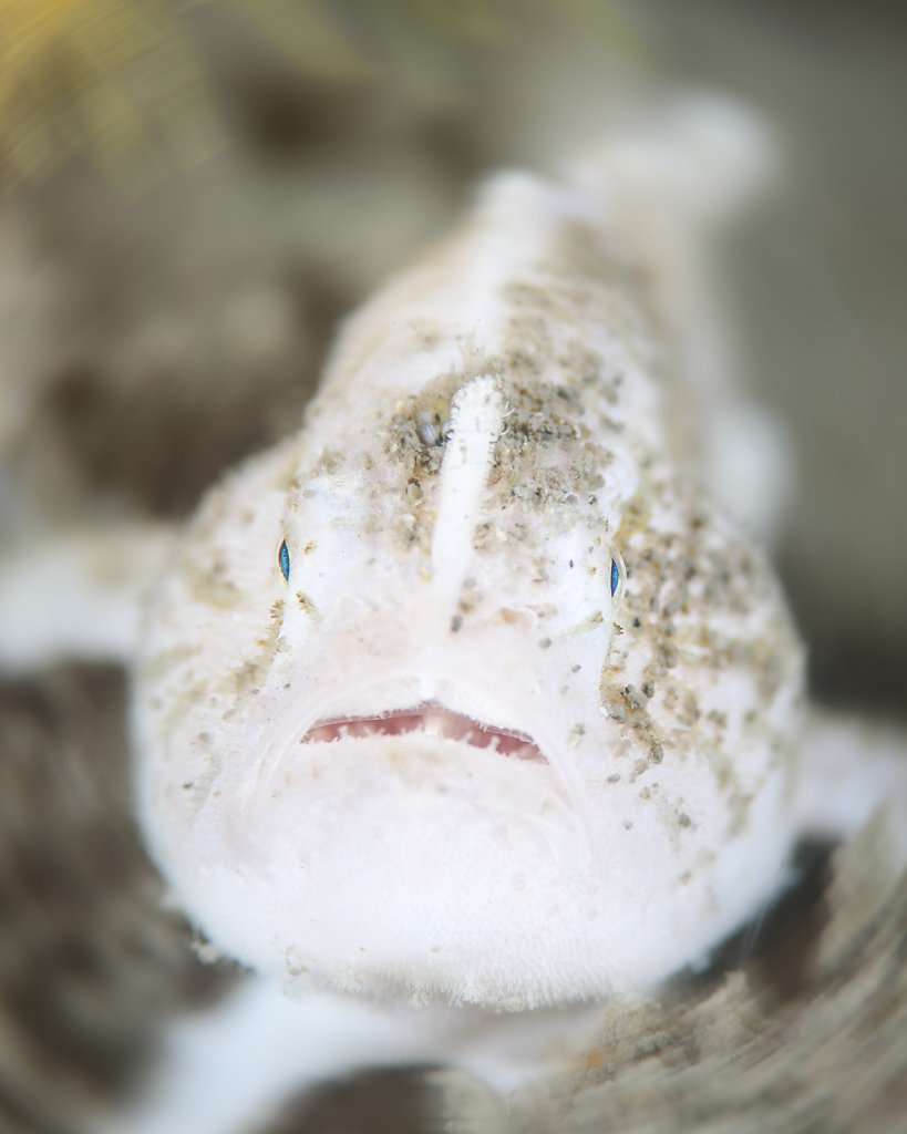 Striated Frogfish Portriat