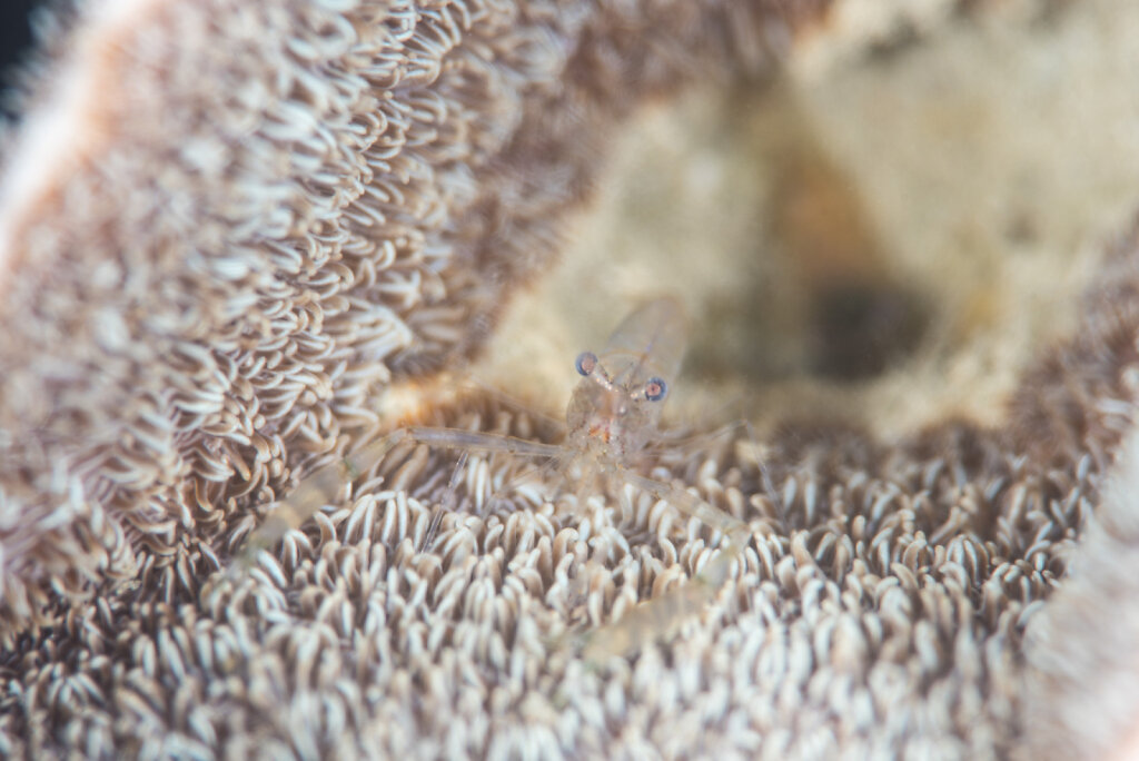 十字牡丹珊瑚上的一隻蝦