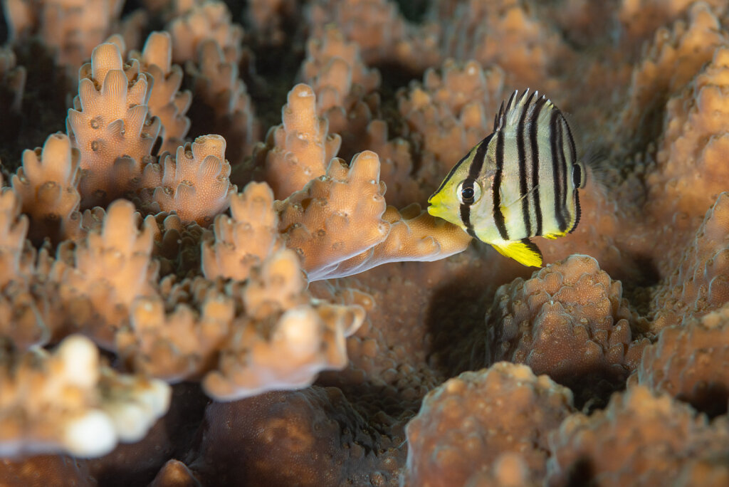 Baby Eightband Butterflyfish